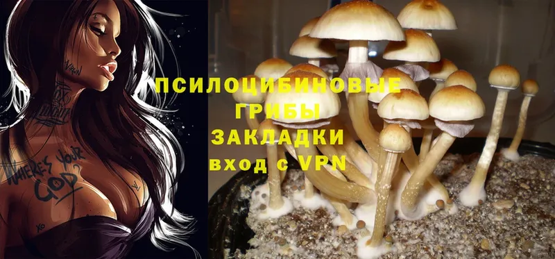 Галлюциногенные грибы Cubensis  Заводоуковск 